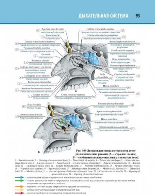 Колесников Л.Л. Анатомия человека. Атлас в 3-х томах. Том 2. Спланхнология – фото 7