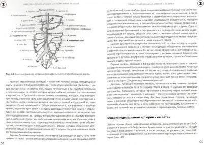 Козлов Валентин Иванович. Анатомия сердечно-сосудистой системы. Учебное пособие для студентов медицинских вузов – фото 2