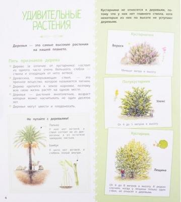 Натали Торджман. Деревья и кустарники – фото 4
