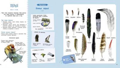 Натали Торджман. Птицы – фото 3