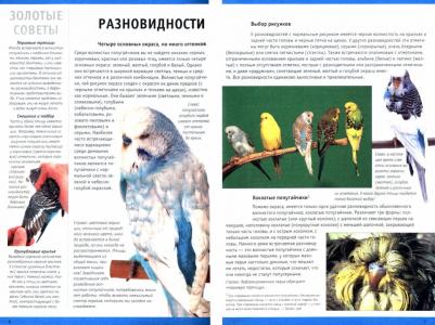 О`Нил Аманда. Волнистые попугайчики – фото 1