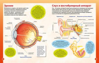 О теле человека для мальчиков и девочек. Детская энциклопедия – фото 4