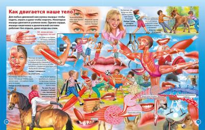 О теле человека для мальчиков и девочек. Детская энциклопедия – фото 8
