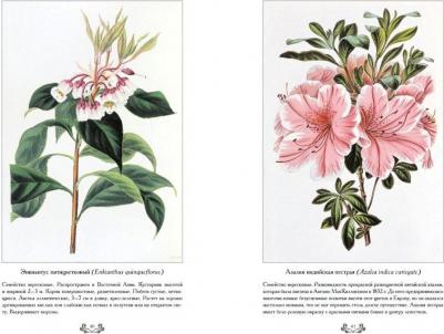 Пакстон Джозеф, Иванов Сергей. Самые красивые цветы. Дж. Пакстон – фото 3