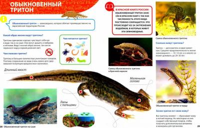 Первая энциклопедия. Все о красной книге малышам – фото 2