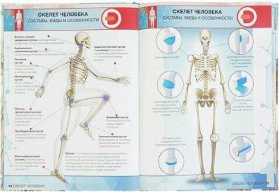 Петрова Ю. А., Банникова Н. В., Субботина Л. Е. Энциклопедия Анатомия 4D – фото 7