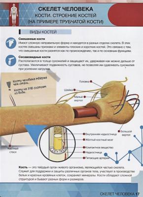 Петрова Ю. А., Банникова Н. В., Субботина Л. Е. Энциклопедия Анатомия 4D – фото 8