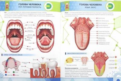 Петрова Ю. А., Банникова Н. В., Субботина Л. Е. Энциклопедия Анатомия 4D – фото 10