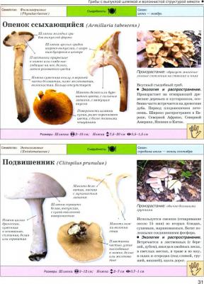 Поленов Андрей Борисович. Большая энциклопедия. Грибы. Съедобные и несъедобные. Собираем и готовим – фото 4