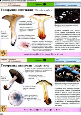 Поленов Андрей Борисович. Большая энциклопедия. Грибы. Съедобные и несъедобные. Собираем и готовим – фото 5