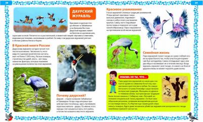 Птицы России. Детская энциклопедия – фото 1