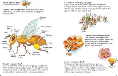 Райхенштеттер Фридерун. Как живет пчелка. Познавательные истории – фото 8
