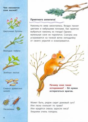 Райхенштеттер Фридерун. Кто такая орешниковая соня? Познавательные истории – фото 1