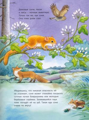 Райхенштеттер Фридерун. Кто такая орешниковая соня? Познавательные истории – фото 3