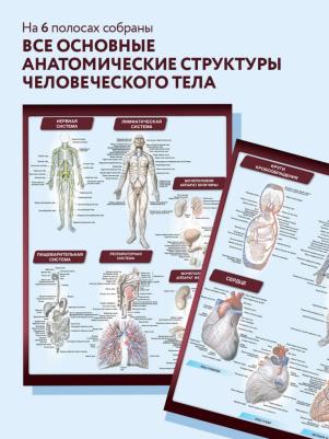 Сапин Михаил Романович. Анатомия. Самая компактная анатомическая таблица – фото 2