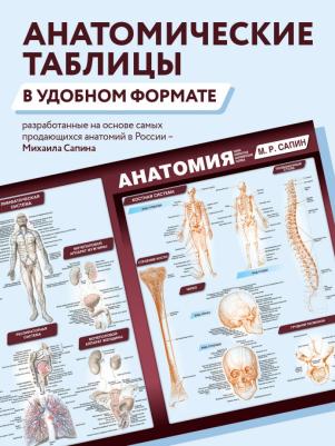 Сапин Михаил Романович. Анатомия. Самая компактная анатомическая таблица – фото 4