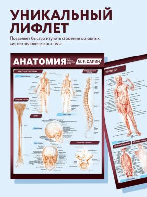 Сапин Михаил Романович. Анатомия. Самая компактная анатомическая таблица – фото 5