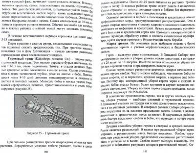 Савельев Виктор Андреевич. Горох. Учебное пособие – фото 1