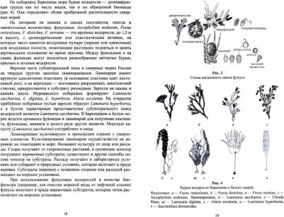 Шошина Елена Васильевна, Капков Валентин Иванович. Аквакультура водорослей. Лабораторный практикум. Учебное пособие для вузов – фото 2