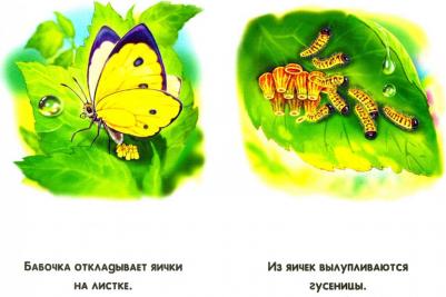 Сиреневые книжки. Что сначала? – фото 1