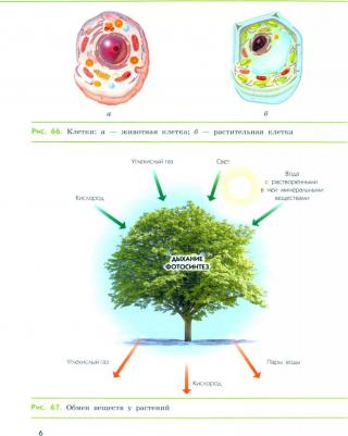 Сивоглазов Владислав Иванович, Габрусева Надежда Ивановна, Акуленко Виктор Леонидович. Естествознание. 5 класс. Учебник. В 2-х частях. Часть 2 – фото 2