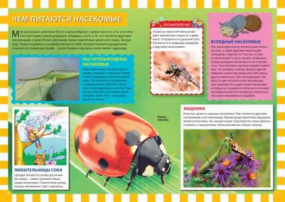 Скиба Тамара Викторовна, Феданова Юлия Валентиновна. Насекомые. Первая энциклопедия для детей – фото 13