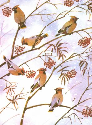 Скребицкий Георгий Алексеевич. Белочка-хлопотунья – фото 5