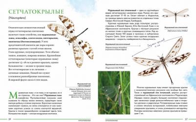 Сочивко Андрей Владимирович. Насекомые мира. Детская энциклопедия – фото 4