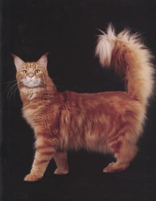 Соколова Людмила. Энциклопедия для детей. Кошки – фото 2