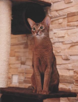 Соколова Людмила. Энциклопедия для детей. Кошки – фото 3