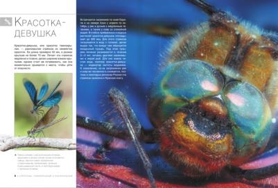 Спектор Анна Артуровна. Большая о насекомых. 1001 фотография – фото 2