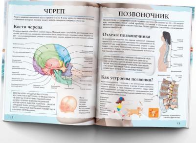 Спектор Анна Артуровна. Тело человека – фото 12