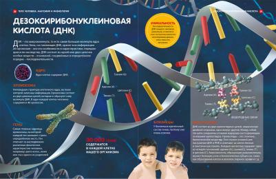 Тело человека. Анатомия и физиология. Детская энциклопедия – фото 1