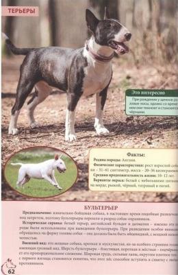 Тяжлова Ольга, Соколова Ярослава. Энциклопедия о кошках и собаках – фото 5