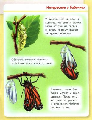 Удивительные превращения. Как появляются живые организмы – фото 1