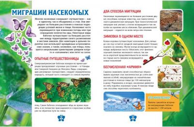 В мире насекомых. Детская энциклопедия – фото 6