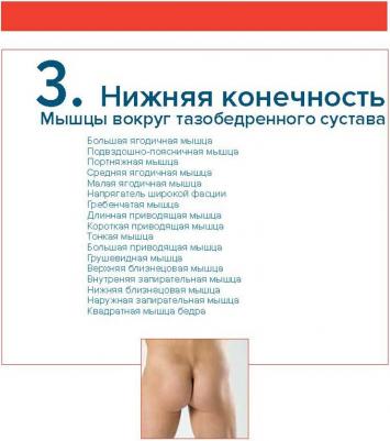 Валериус Клаус-Петер, Франк Астрид, Колстер Бернард, Гамильтон Кристин, Лафонт Энрике Алехандре, Кройцер Рональд. Мышцы. Анатомия. Движения – фото 7