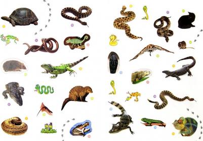 Загадочные рептилии. Энциклопедия животных с наклейками – фото 1