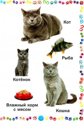 Животные и их детеныши. для самых маленьких – фото 1