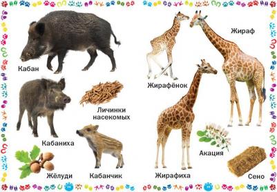 Животные и их детеныши. для самых маленьких – фото 3