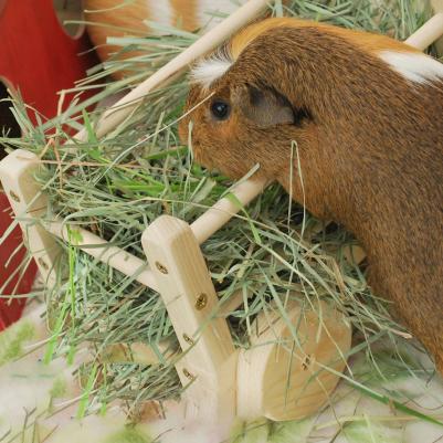 Сено для грызунов и кроликов, 15 л – фото 9