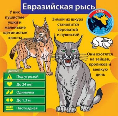 Сундучок знаний: В мире животных – фото 5