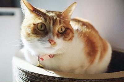 25mm f/1.8 Sony E – фото 16