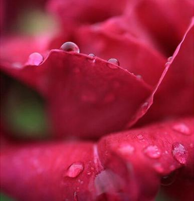 RF 24mm f/1.8 Macro IS STM – фото 5