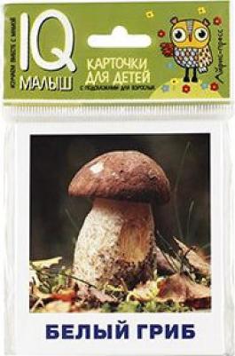 Грибы наших лесов. Набор карточек для детей – фото 1