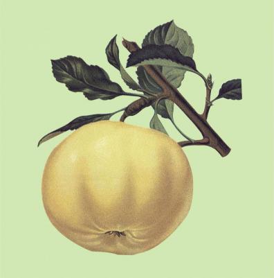 В помощь учителю. Счетный материал от 0 до 10. Яблоки – фото 8