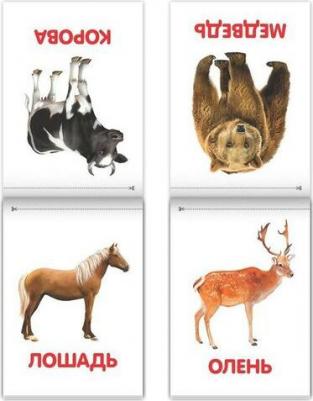 Книги "Карточки Домана на скрепке", набор, 8 шт. по 20 стр – фото 4