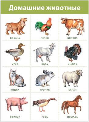 Комплект плакатов. Живая природа (4019) ISBN 4607147401309 – фото 3