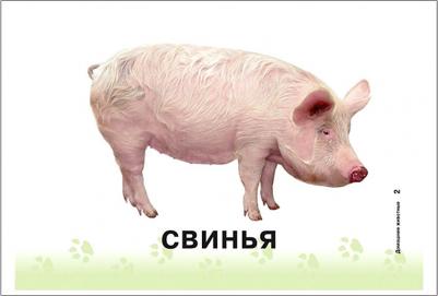 Карточки развивающие "Домашние животные", 19812 – фото 1