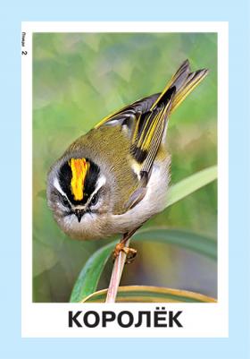 Птицы 2+. 34 карточки – фото 1